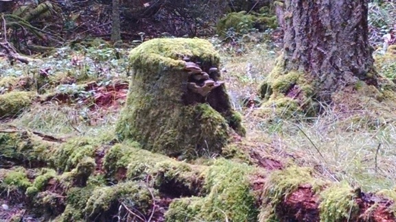 Jones Island mossy stump